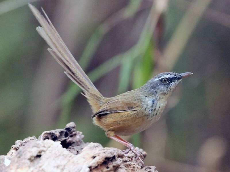 Prinia de montaña, Fotos 3