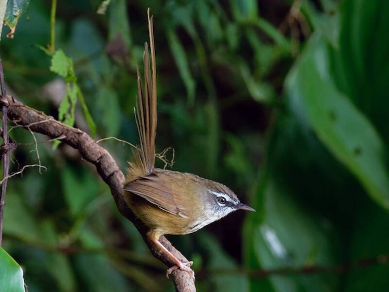 Prinia de montaña, Fotos 2