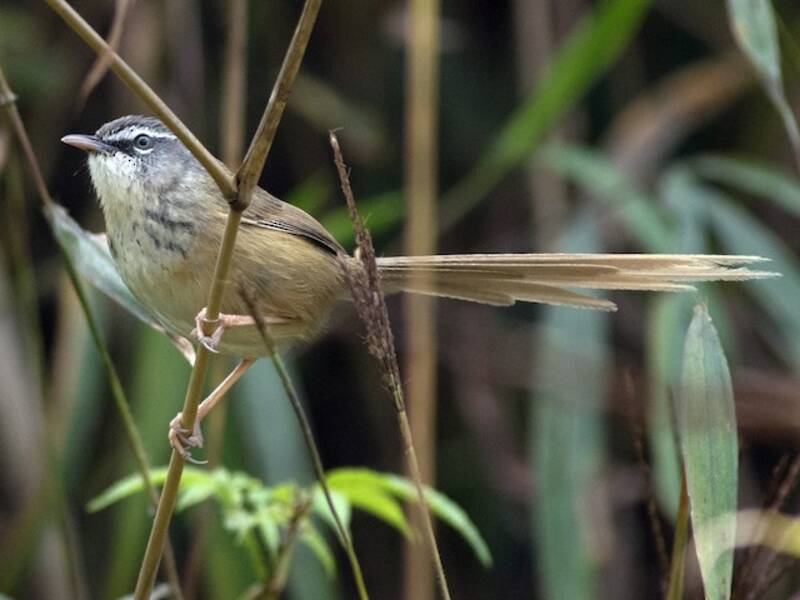 Prinia de montaña - Prinia superciliaris