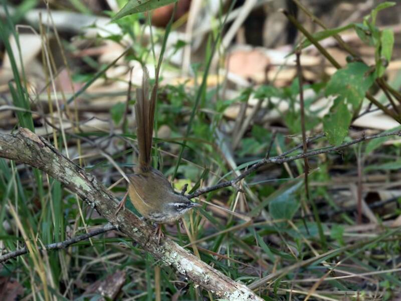 Prinia de montaña, Fotos 4