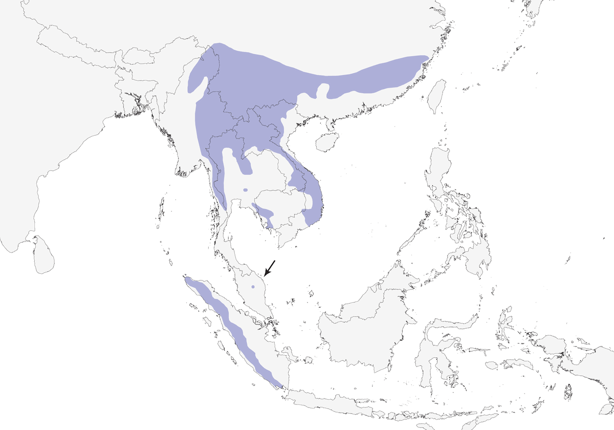Prinia de montaña, Distribución 1