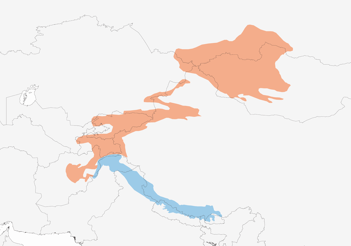 Sordone dell'Altai, Distribuzione 1