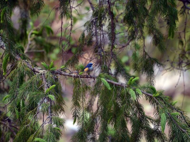 Codazzurra himalayana, Foto 4