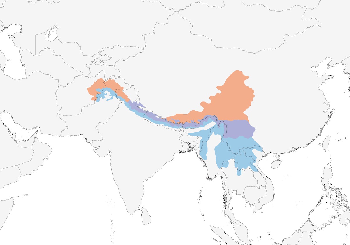 Codazzurra himalayana, Distribuzione 1