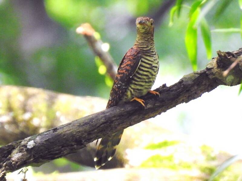 Himalayan Cuckoo (Cuculus saturatus)
