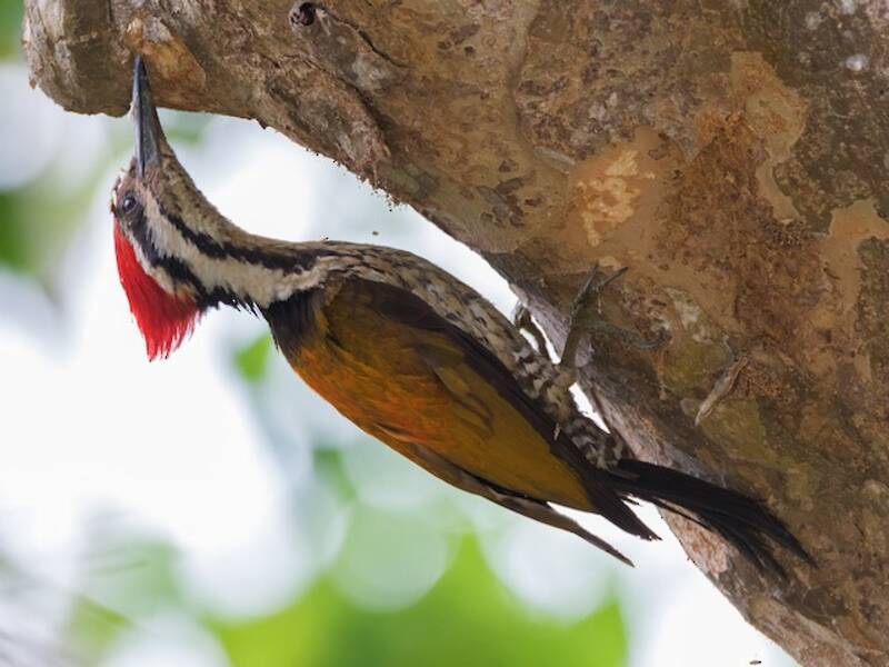 Himalayan Flameback, Photos 3