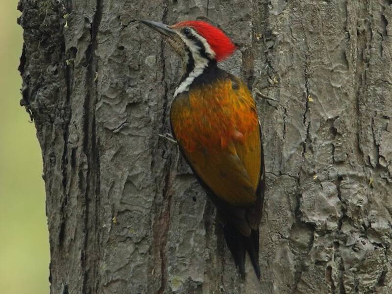 Himalayan Flameback