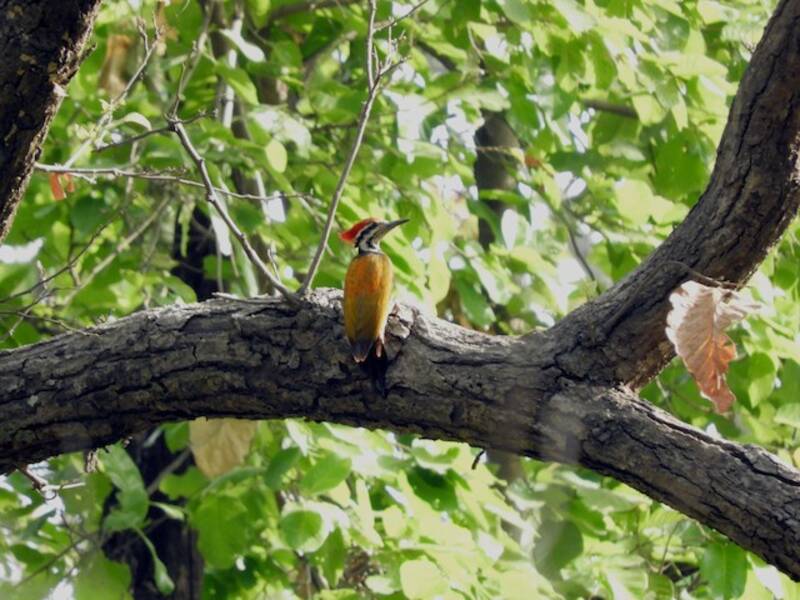 Himalayan Flameback, Photos 4