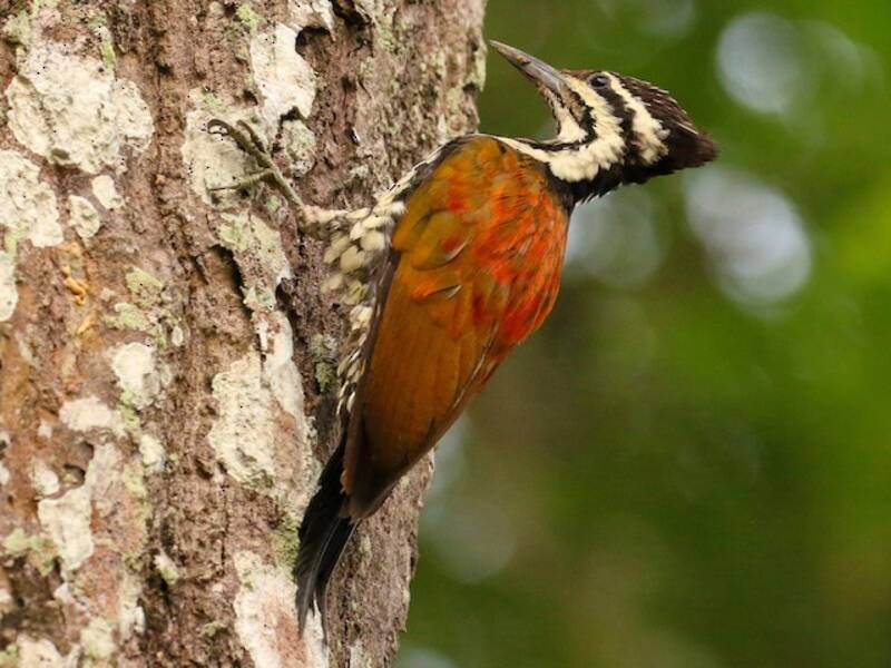 Himalayan Flameback, Photos 2