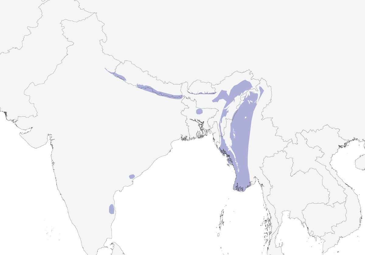 Himalayan Flameback, Distribution 1