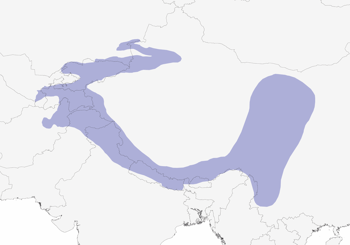 Grifone dell'Himalaya, Distribuzione 1