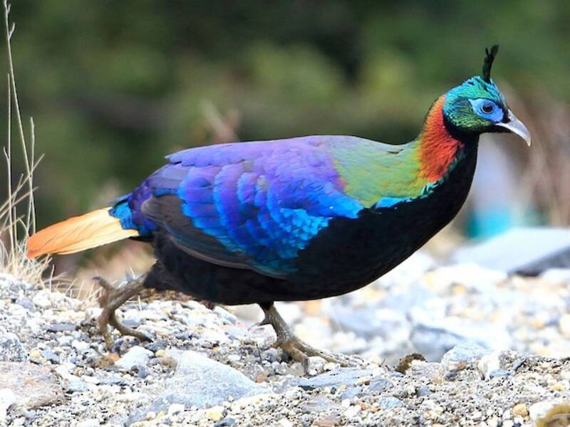 Monal dell'Himalaya, Foto 3