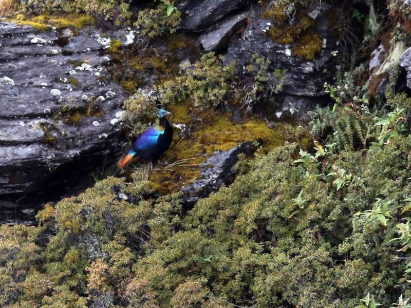 Monal dell'Himalaya, Foto 4