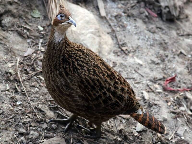 Monal dell'Himalaya, Foto 2