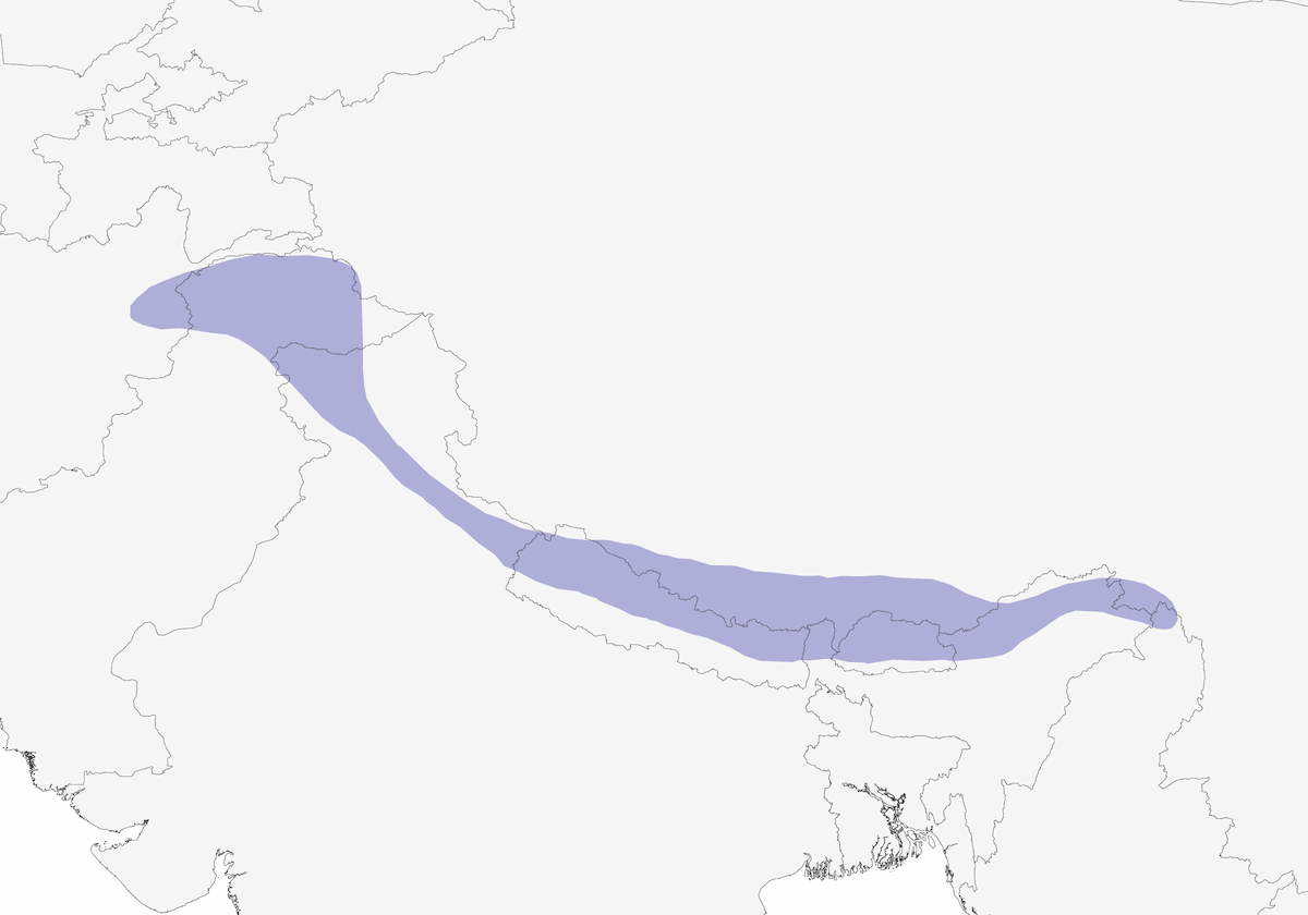 Monal dell'Himalaya, Distribuzione 1