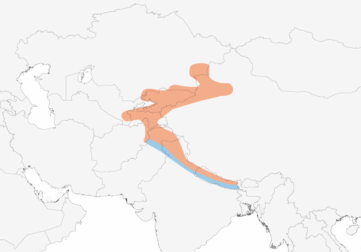 Himalaya-Rubinkehlchen, Verbreitung 1