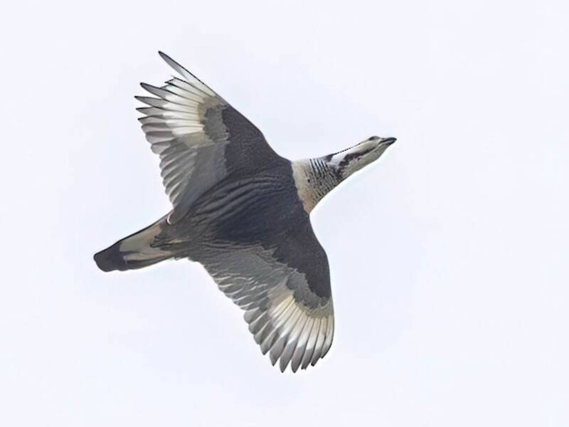 Himalayan Snowcock, Photos 3