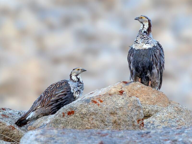 Himalayan Snowcock, Photos 2