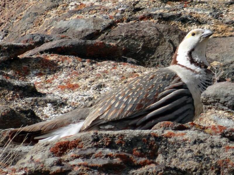 Himalayan Snowcock, Photos 4