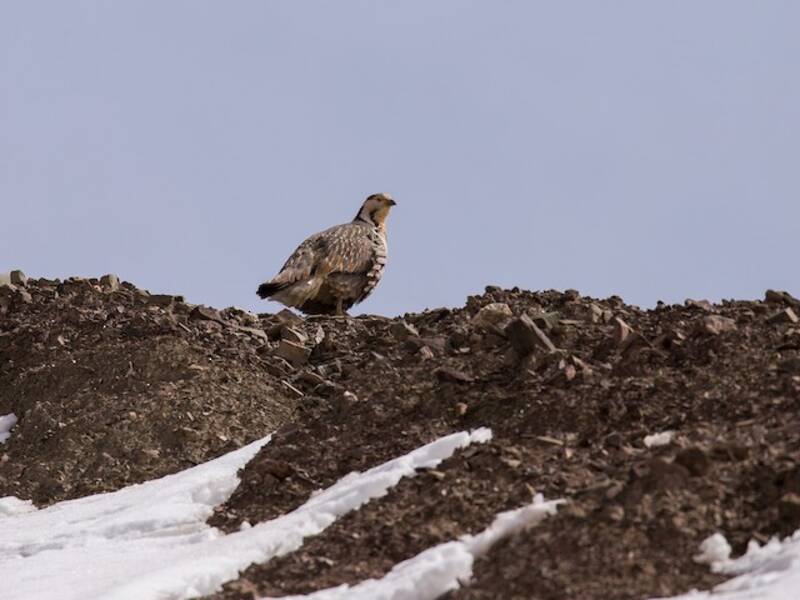 Himalayan Snowcock