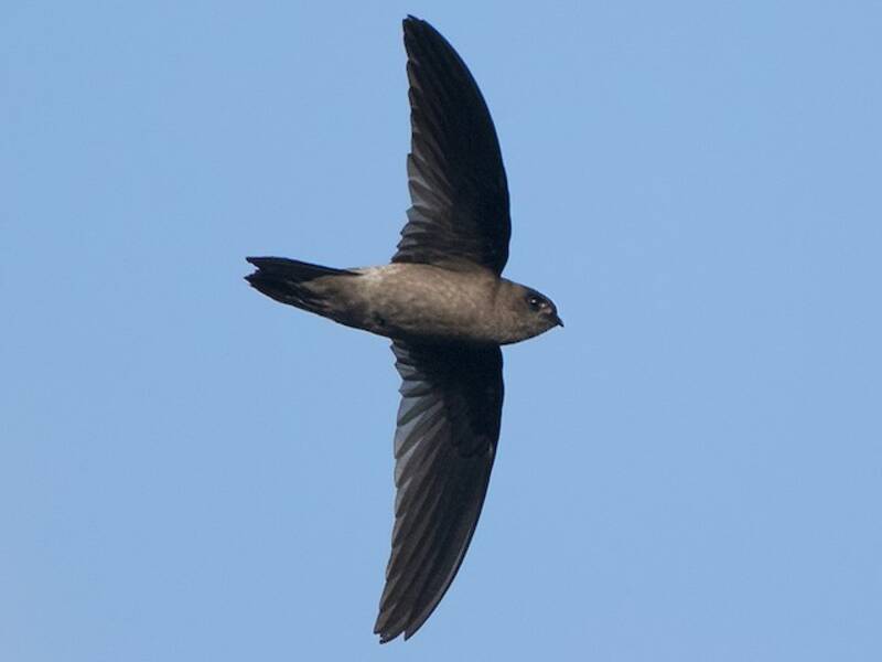 Himalayan Swiftlet, Photos 3