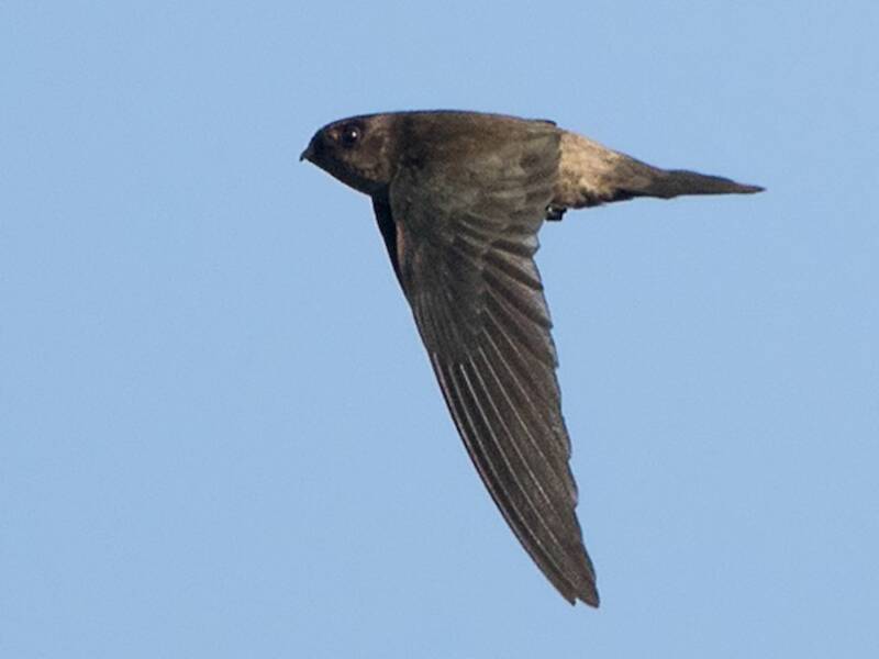 Himalayan Swiftlet