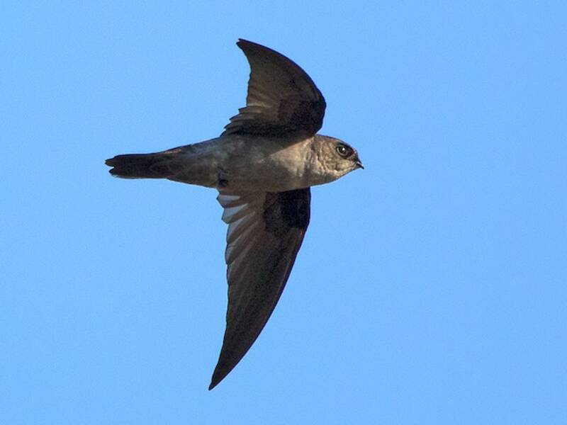 Himalayan Swiftlet, Photos 2
