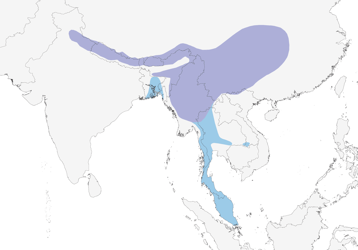 Himalayan Swiftlet, Distribution 1