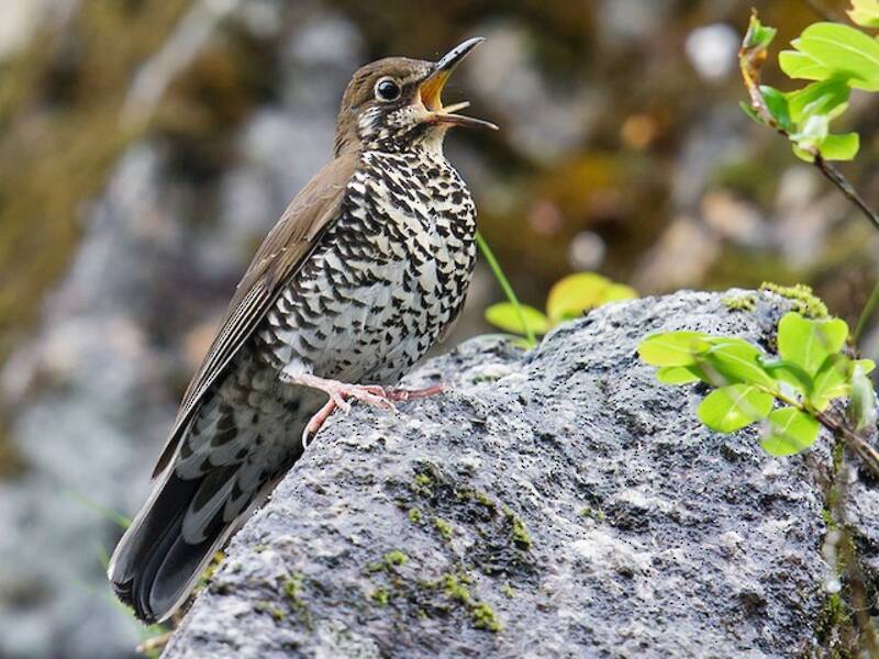 Tordo dell'Himalaya, Foto 4