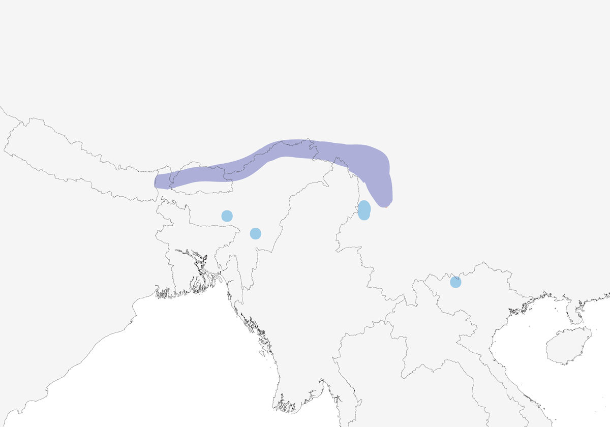 Tordo dell'Himalaya, Distribuzione 1
