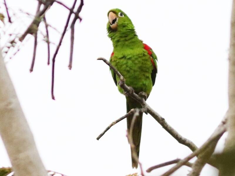 Hispaniolan Parakeet, Photos 2