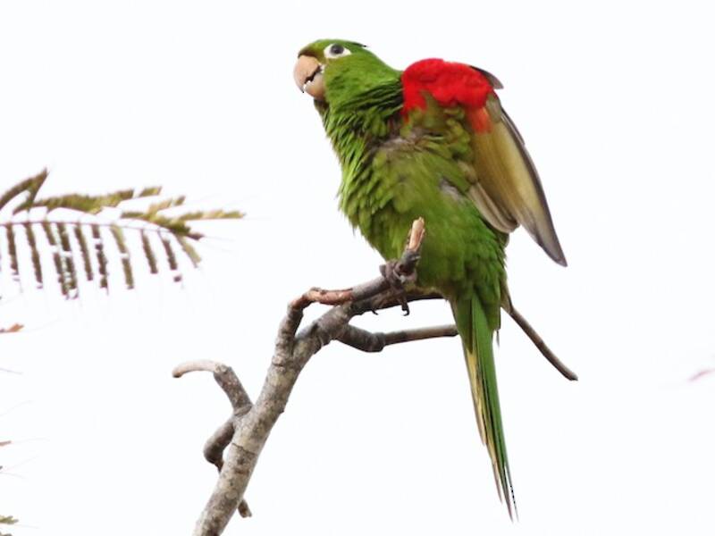 Hispaniolan Parakeet, Photos 3