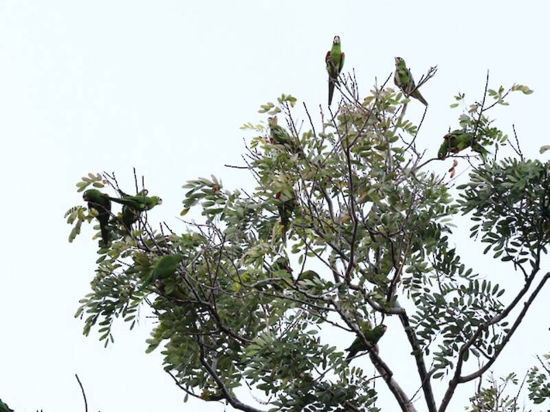 Hispaniolan Parakeet, Photos 4
