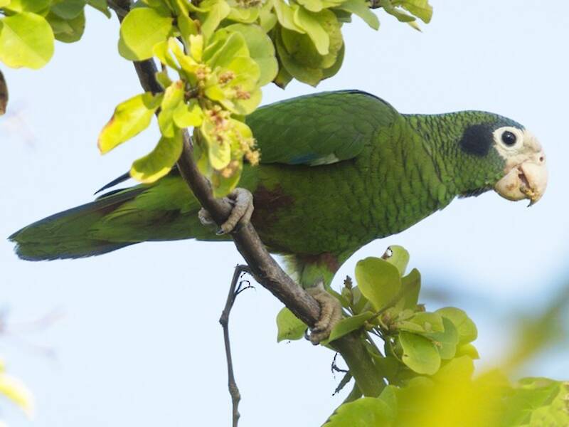Hispaniola-Amazone