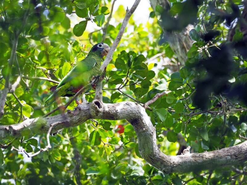 Hispaniola-Amazone, Fotos 4