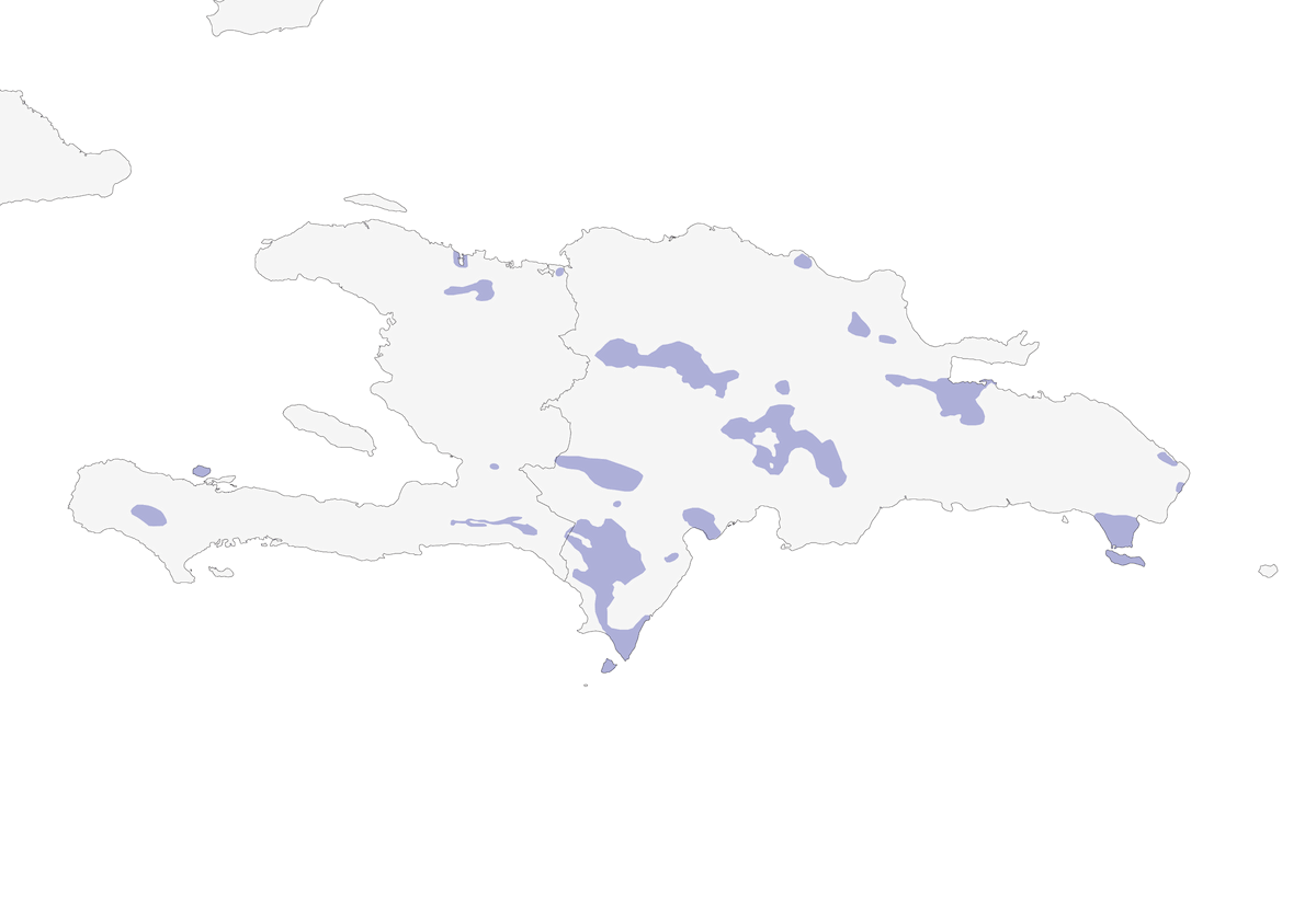 Hispaniola-Amazone, Verbreitung 1