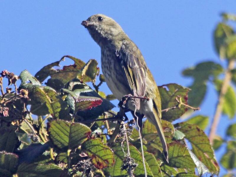 Hispaniola-Spindalis