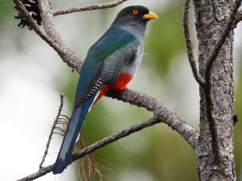 Trogon d'Hispaniola