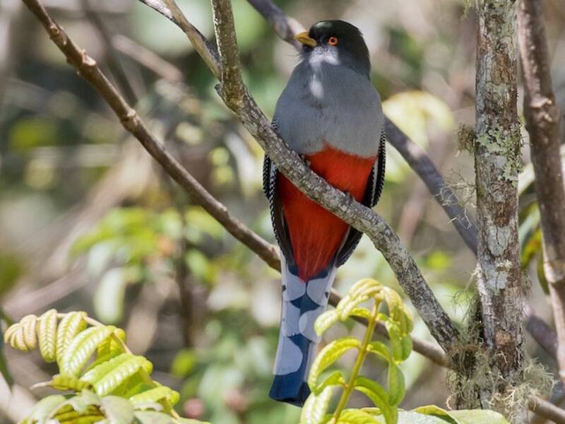 Trogon d'Hispaniola, Photos 2