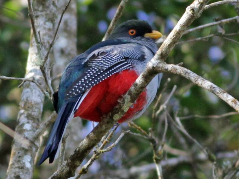 Trogon d'Hispaniola, Photos 4