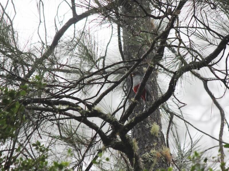 Trogon d'Hispaniola, Photos 3