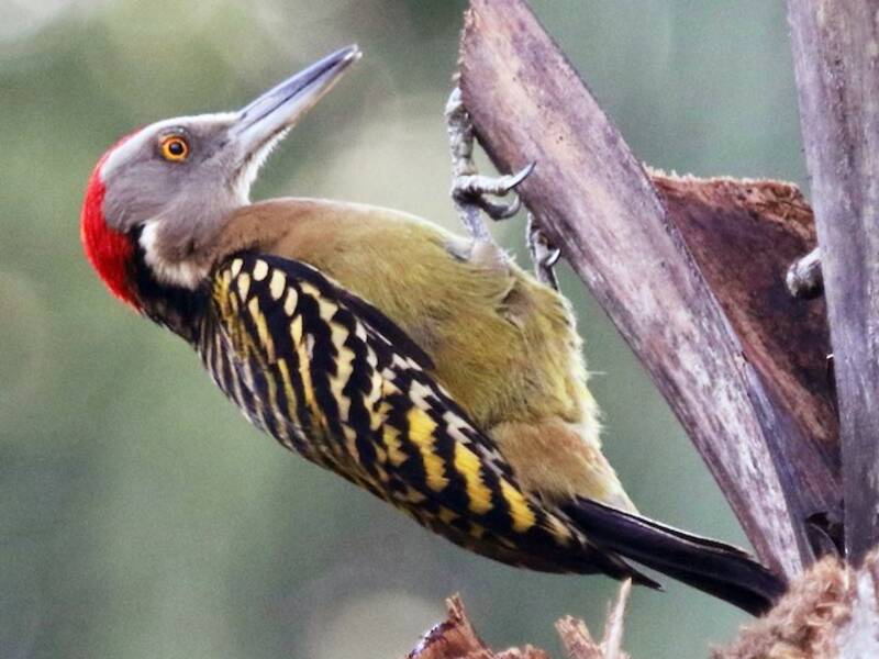 Hispaniolan Woodpecker