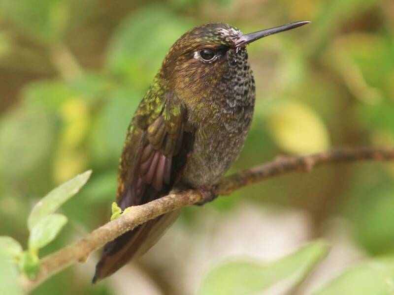 Hoary Puffleg, Photos 3