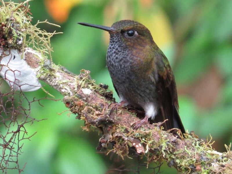 Hoary Puffleg, Photos 2