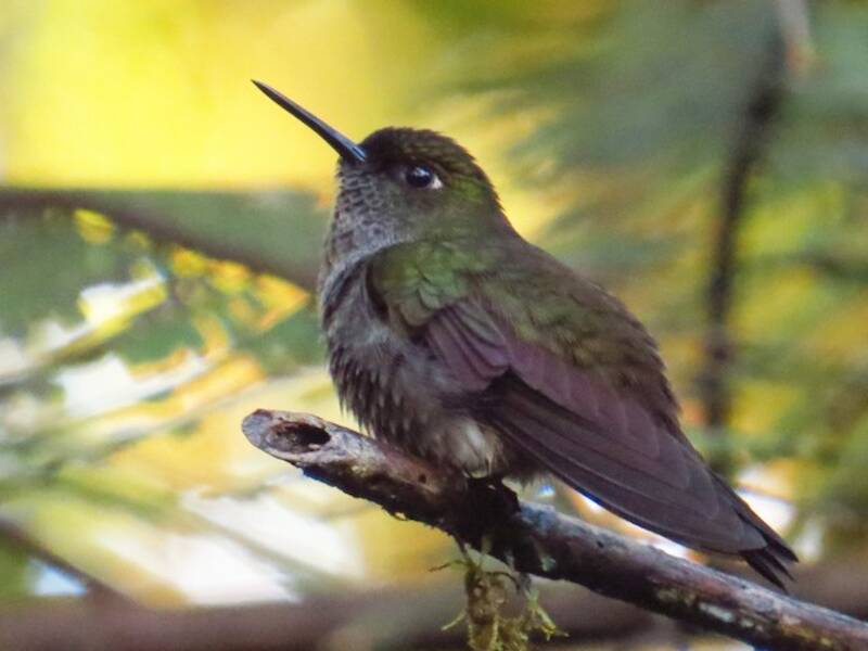 Hoary Puffleg