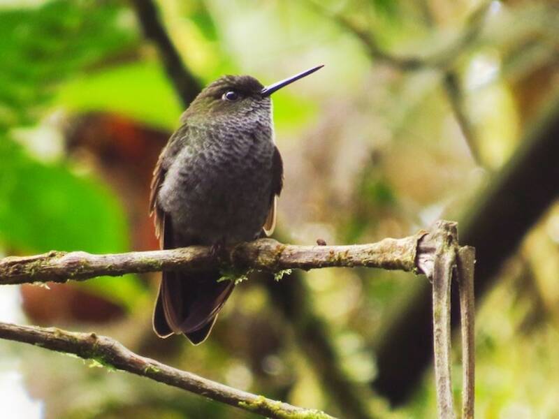 Hoary Puffleg, Photos 4