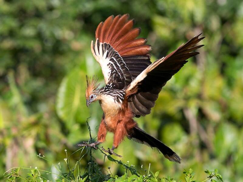Hoazin, Foto 4