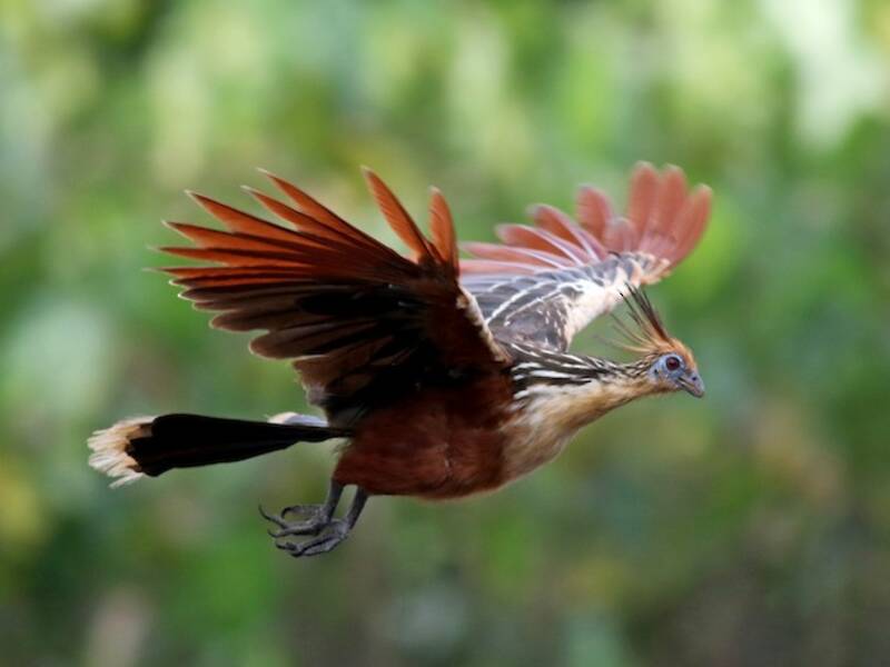 Hoatzin (Opisthocomus hoazin)