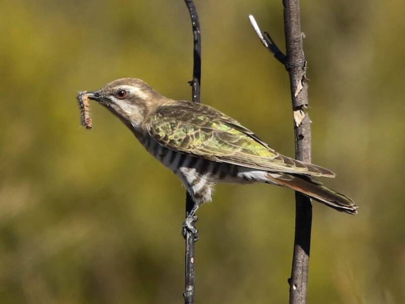 Horsfield's Bronze-Cuckoo, 照片 3