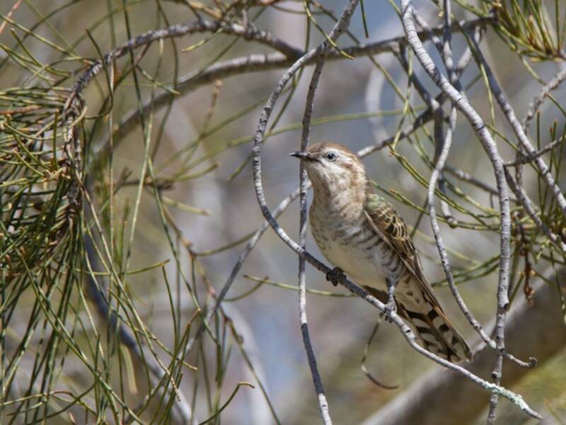 Horsfield's Bronze-Cuckoo, 照片 2